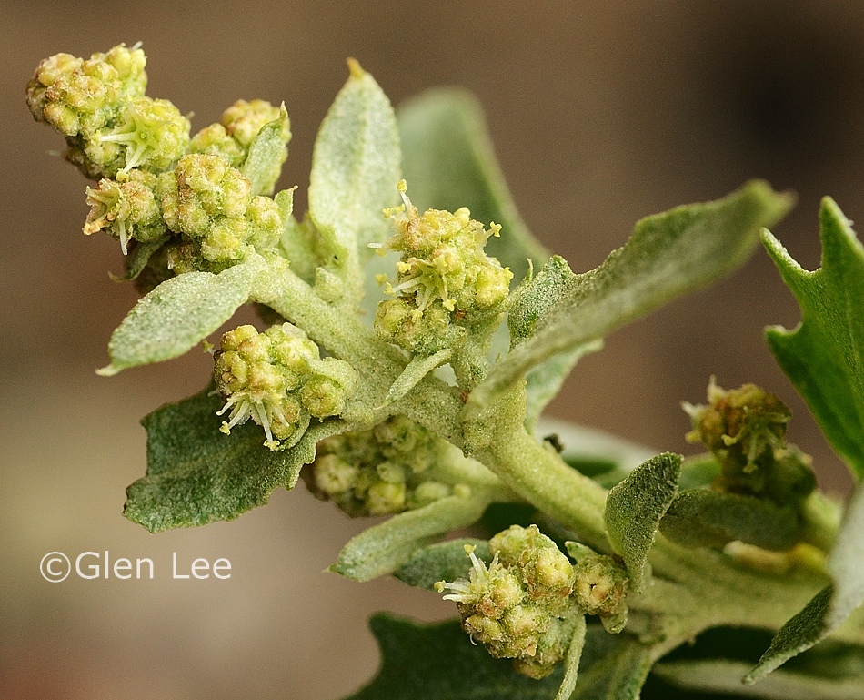 Atriplex rosea photos Saskatchewan Wildflowers